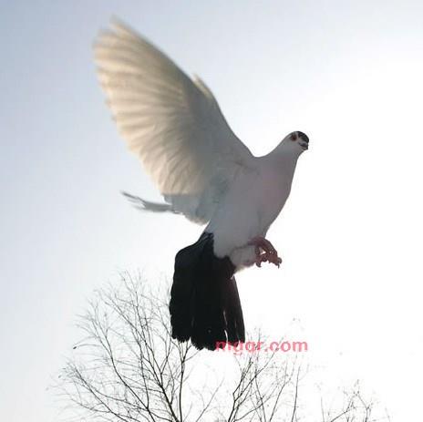 土豆.的第1张照片