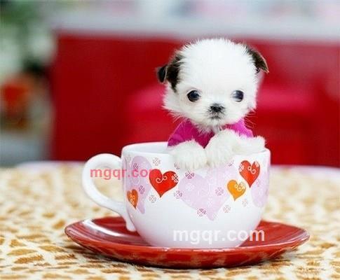 淘气娃娃的第8张照片