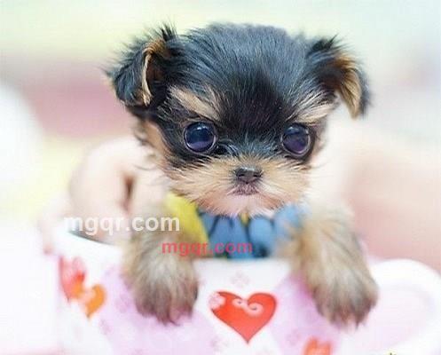 淘气娃娃的第7张照片