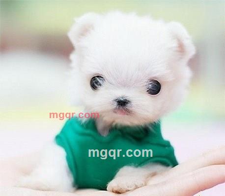 淘气娃娃的第6张照片