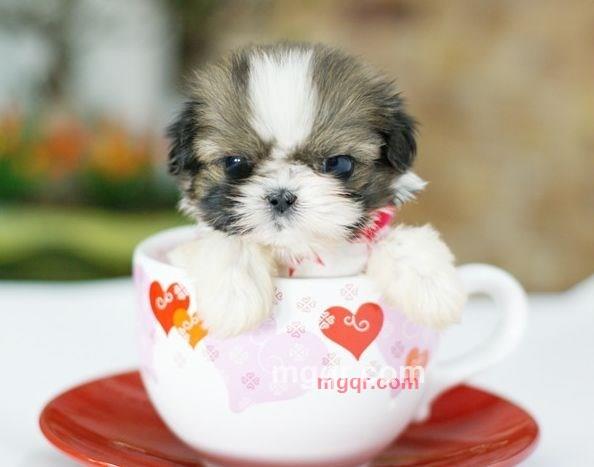 淘气娃娃的第3张照片