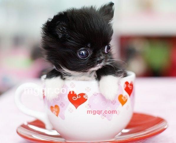 淘气娃娃的第1张照片