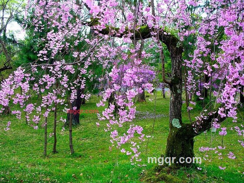 天★涯的第15张照片