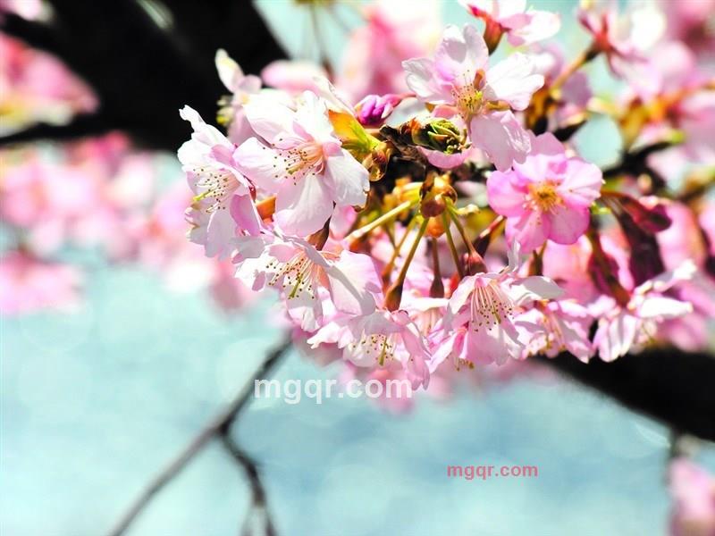 天★涯的第11张照片