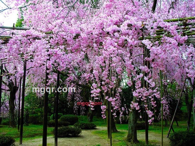 天★涯的第10张照片