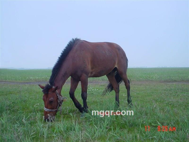 mhorse的第1张照片