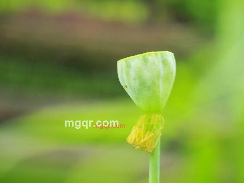 bajia的第9张照片