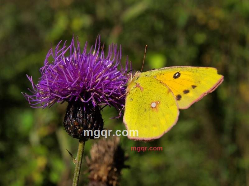 bajia的第10张照片