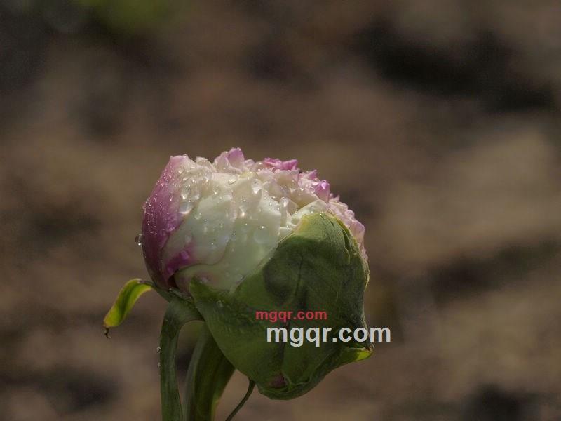 bajia的第6张照片