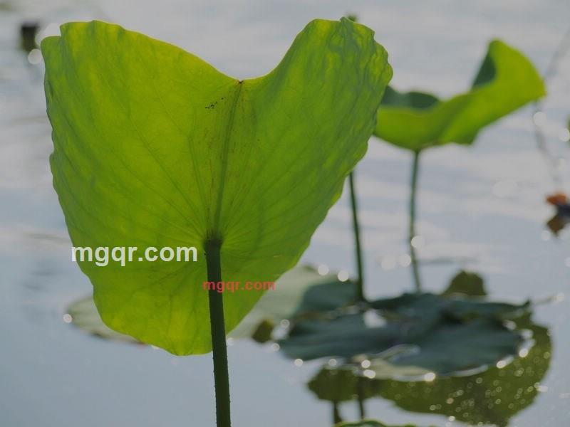 bajia的第7张照片