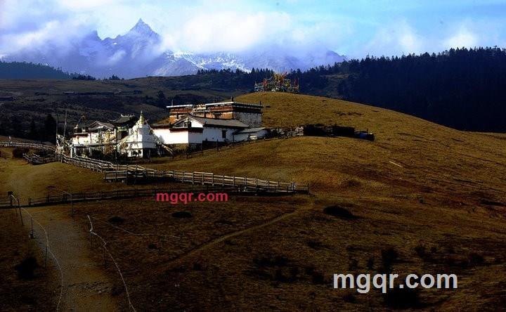 冰雪玫瑰花的第4张照片