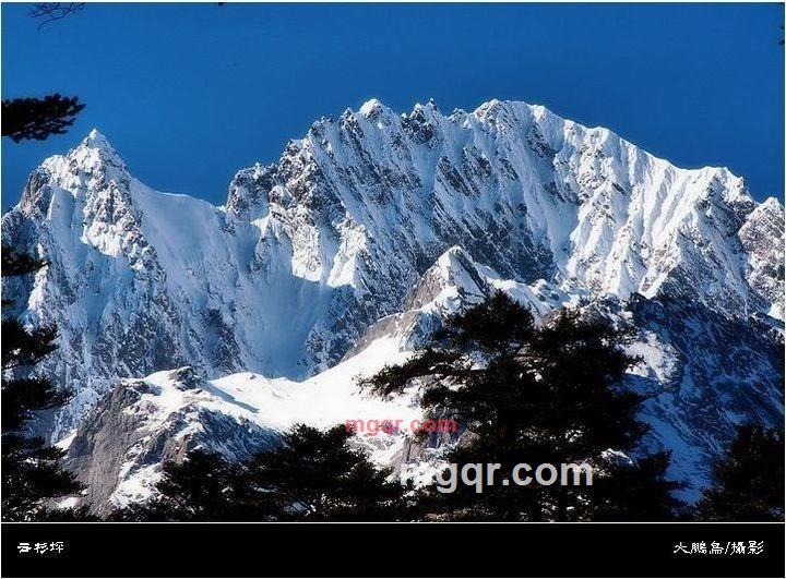 冰雪玫瑰花的第2张照片