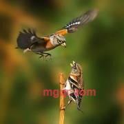 行云28的第5张照片