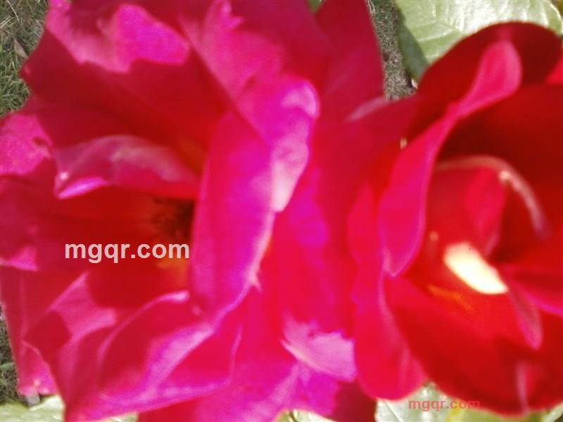 真诚(⊙o⊙)哦相待的第1张照片