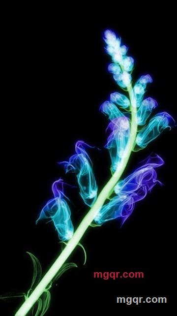 酴醾的第6张照片