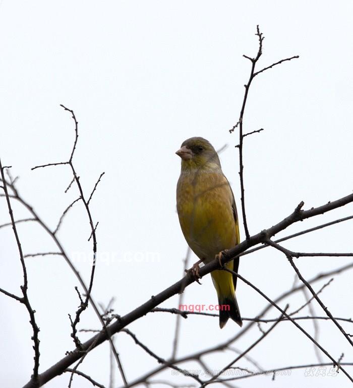 才华横溢的第2张照片