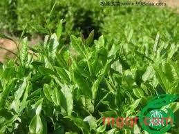 碧海有情天的第9张照片