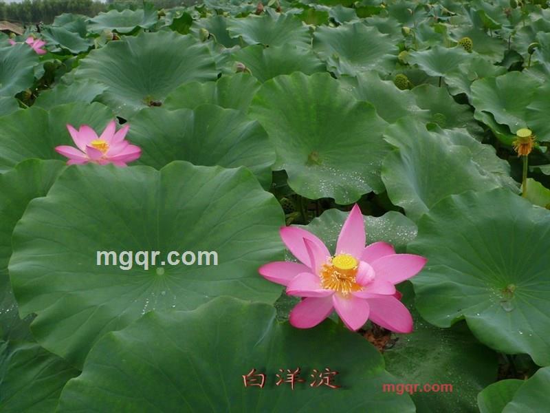 seasawn618的第26张照片