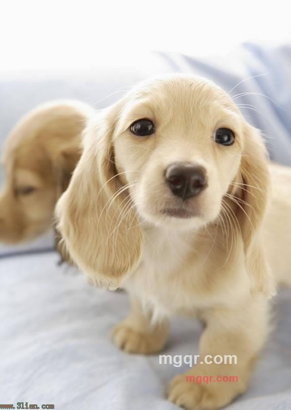 唐人神的第1张照片