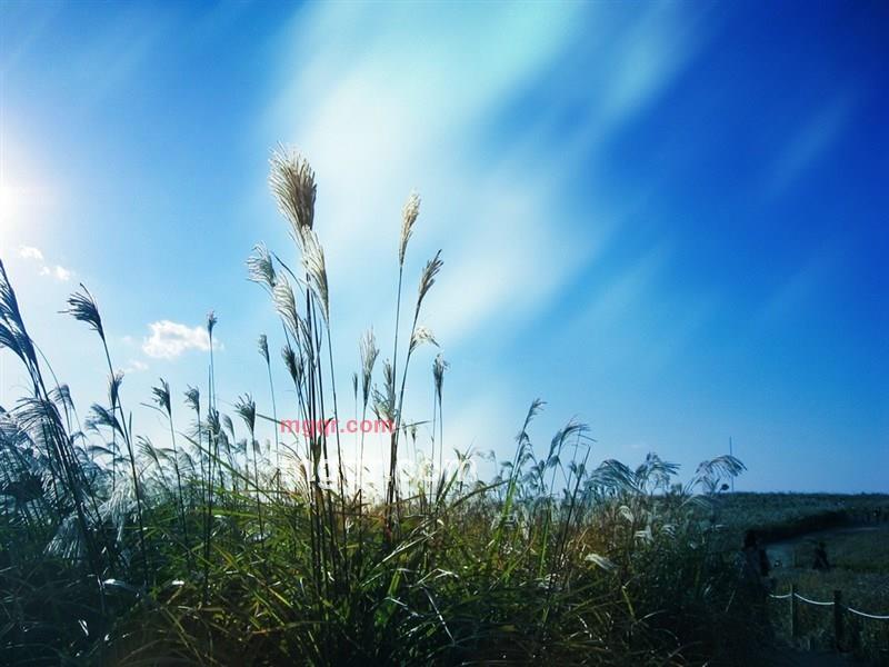 闻香品茗的第1张照片