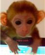 转让小猕猴女的第1张照片