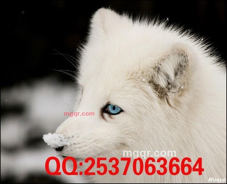 真的累了的第1张照片