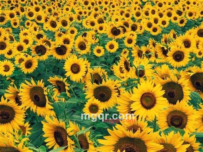 笑脸清清的第4张照片