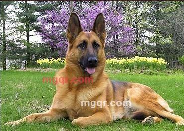 淡定的猎手的第1张照片