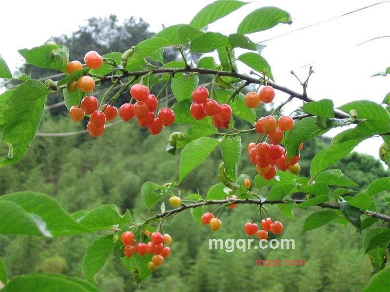 田野风的第1张照片