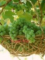 怜花的第1张照片