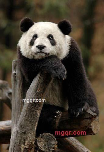 情情之情的第5张照片