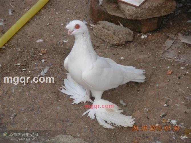 情哦的第3张照片