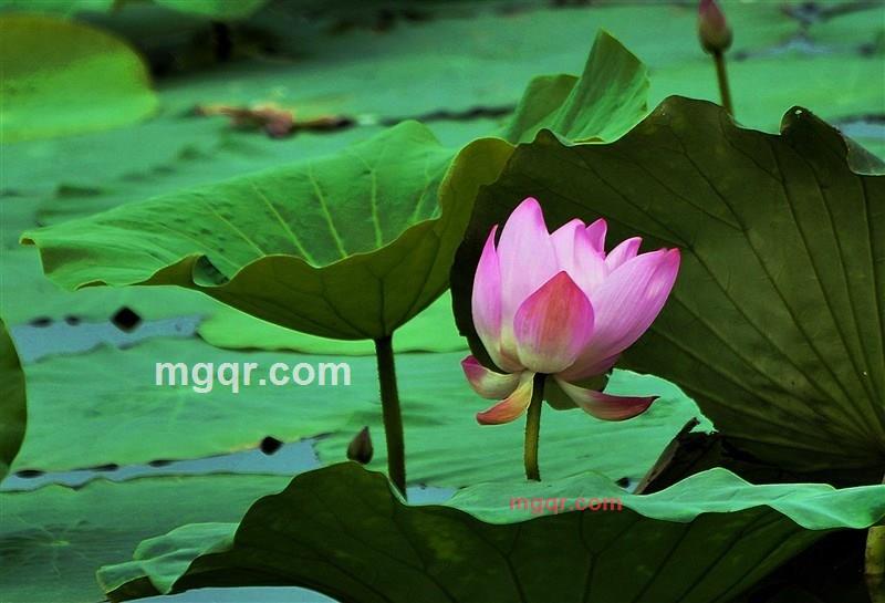 寂静的晓华的第10张照片