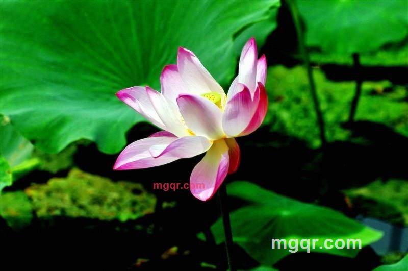 寂静的晓华的第4张照片