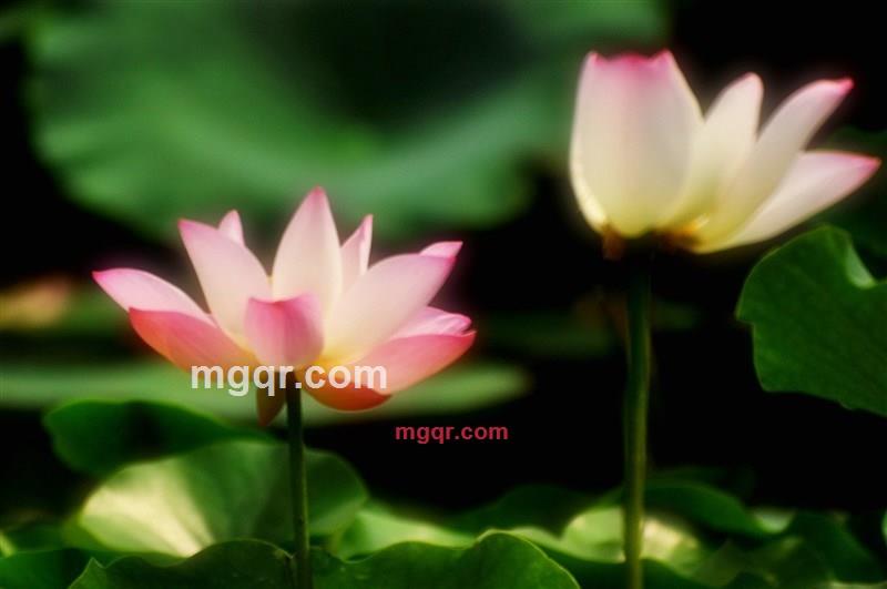 寂静的晓华的第1张照片