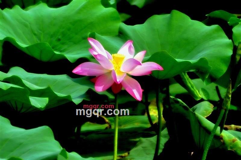 寂静的晓华的第2张照片