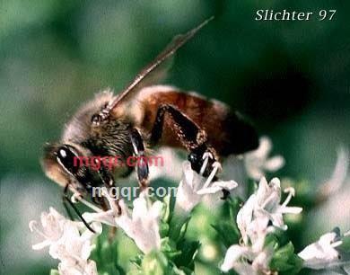 临利的第4张照片