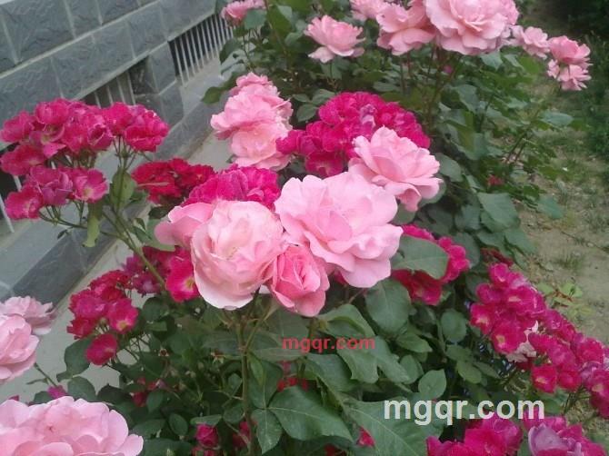 bishuiqinghe的第1张照片