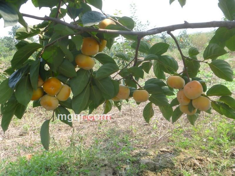 王哥88的第5张照片