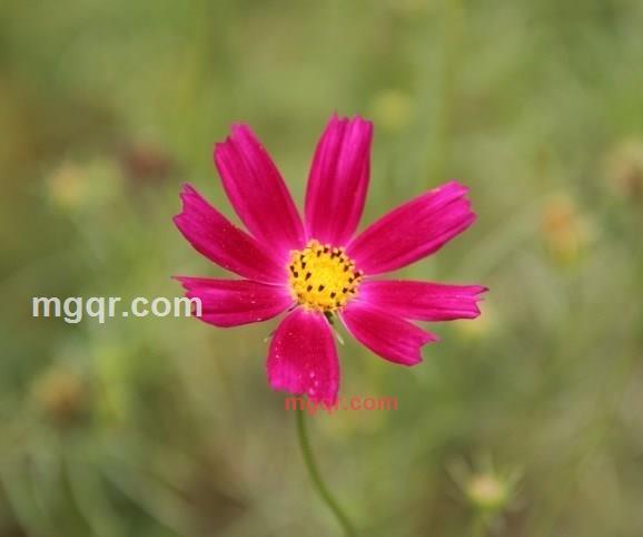 muyu12的第1张照片