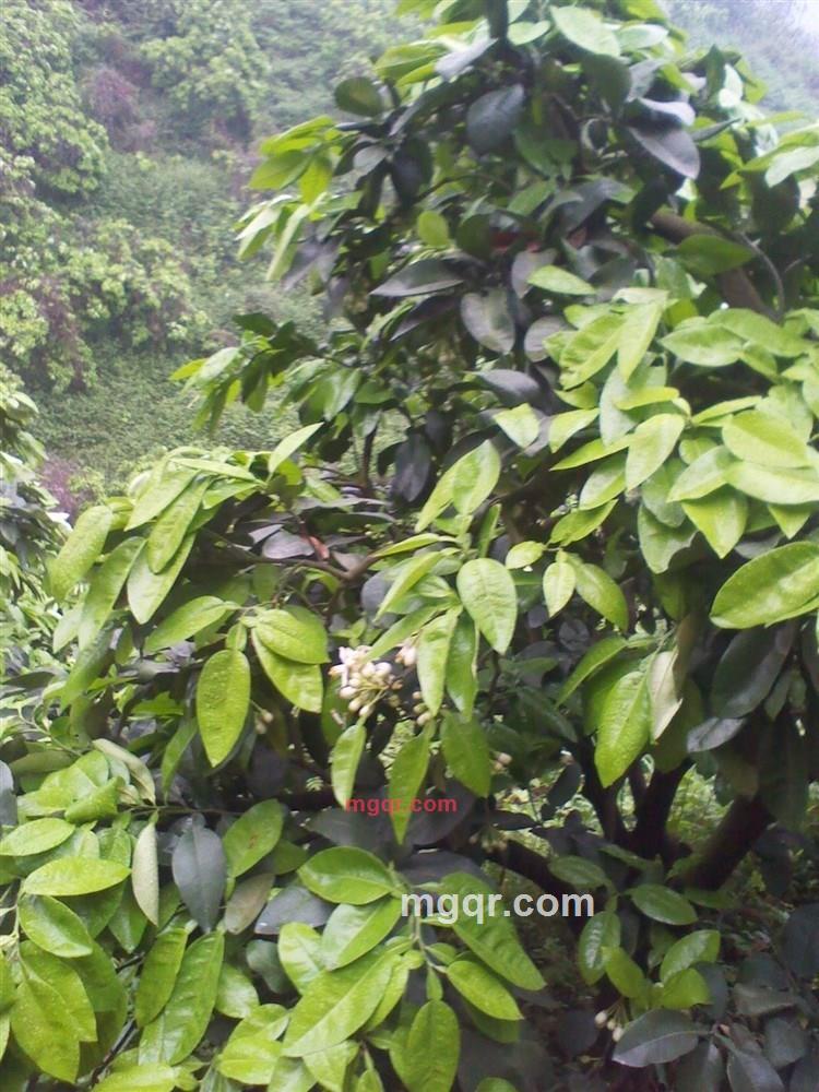 山子祥云的第1张照片