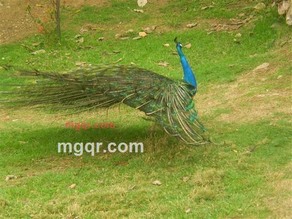 孤独的·心儿的第1张照片