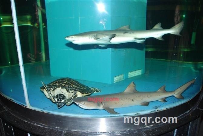 qingzhonger的第1张照片