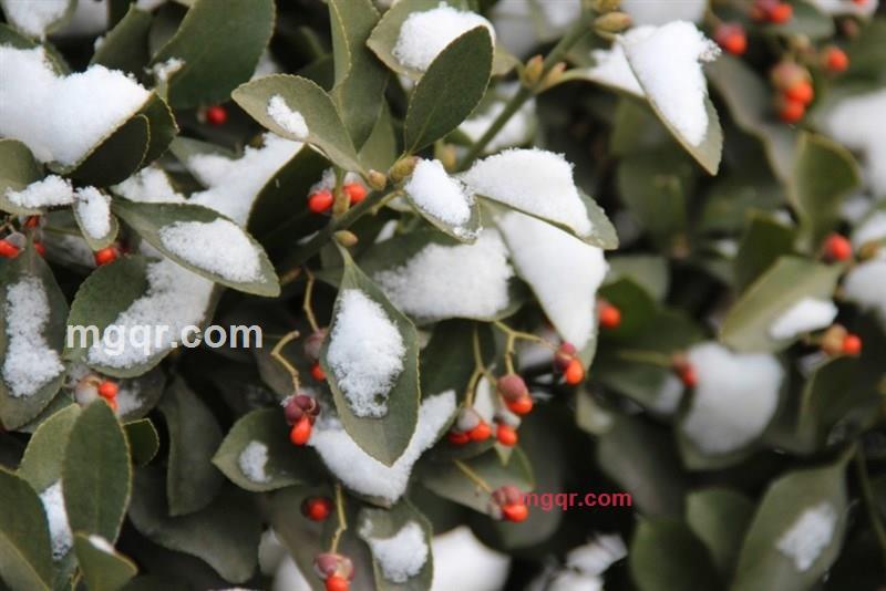 tiramisu1的第7张照片