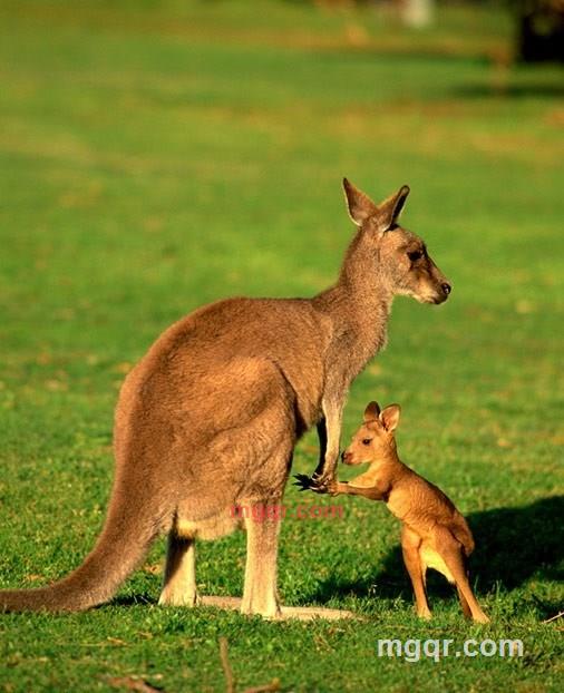 黄昏下的落叶的第1张照片