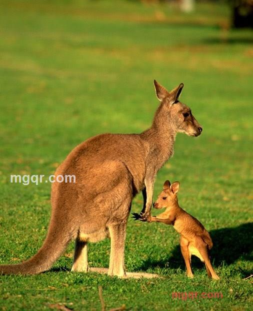 黄昏下的落叶的第2张照片