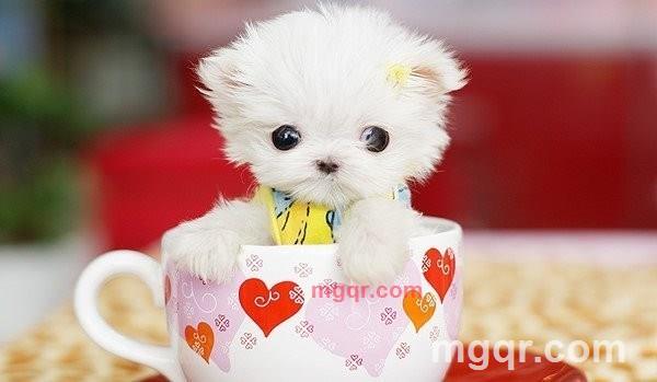 野花的诱惑的第6张照片