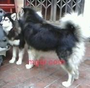 shapu的第1张照片