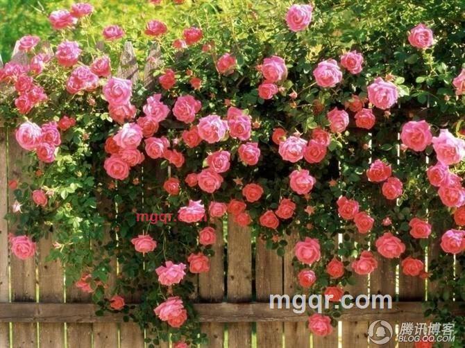 浪漫之约的第11张照片