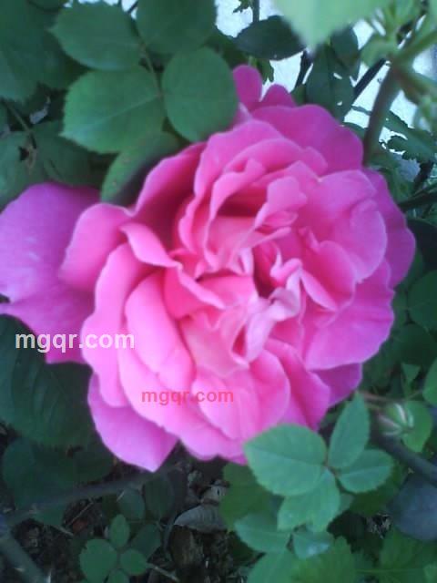 会员1063565的第1张照片